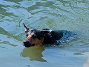 Hund schwimmt im See