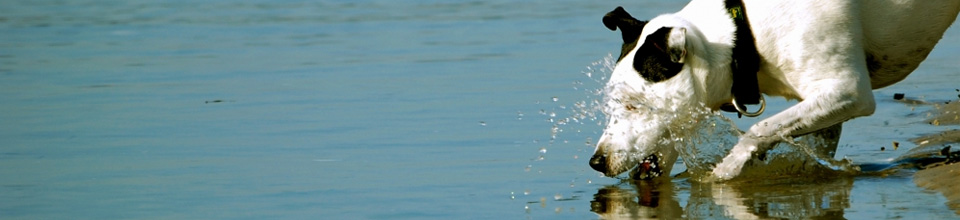 Hunde am See